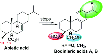 Graphical abstract: Synthesis of bodinieric acids A and B, both C-18 and C-19-functionalized abietane diterpenoids: DFT study of the key aldol reaction