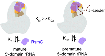 Graphical abstract: RsmG forms stable complexes with premature small subunit rRNA during bacterial ribosome biogenesis