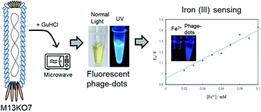 Graphical abstract: One-step synthesis of M13 phage-based nanoparticles and their fluorescence properties