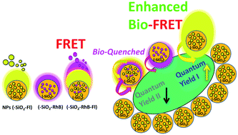 Graphical abstract: Synthetic non-classical luminescence generation by enhanced silica nanophotonics based on nano-bio-FRET