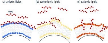 Graphical abstract: Effects of lipid membrane composition on the distribution of biocidal guanidine oligomer with solid supported lipid membranes