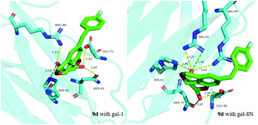 Graphical abstract: Synthesis of tricyclic carbohydrate–benzene hybrids as selective inhibitors of galectin-1 and galectin-8 N-terminal domains