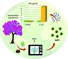 Graphical abstract: Evaluation of the antimicrobial activity of silver nanoparticles obtained by microwave-assisted green synthesis using Handroanthus impetiginosus (Mart. ex DC.) Mattos underbark extract