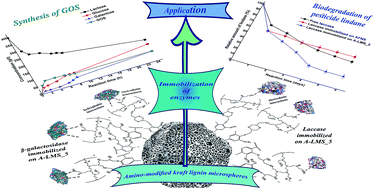 Graphical abstract: Amino-modified kraft lignin microspheres as a support for enzyme immobilization