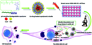 Graphical abstract: Novel pH-sensitive and biodegradable micelles for the combined delivery of doxorubicin and conferone to induce apoptosis in MDA-MB-231 breast cancer cell line