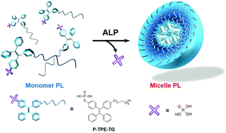 Graphical abstract: A ratiometric fluorescence sensor based on enzymatically activatable micellization of TPE derivatives for quantitative detection of alkaline phosphatase activity in serum