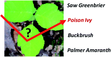 Graphical abstract: Confirmatory non-invasive and non-destructive identification of poison ivy using a hand-held Raman spectrometer