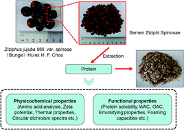 Graphical abstract: Structural, physicochemical and functional properties of Semen Ziziphi Spinosae protein