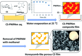 Graphical abstract: Honeycomb-like porous chitosan films prepared via phase transition of poly(N-isopropylacrylamide) during water evaporation under ambient conditions