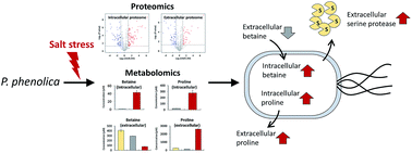 Graphical abstract: Multi-omics characterization of the osmotic stress resistance and protease activities of the halophilic bacterium Pseudoalteromonas phenolica in response to salt stress