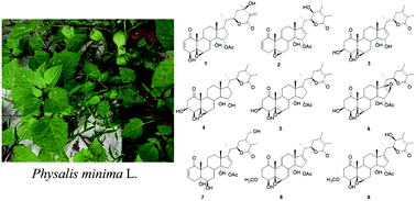 Graphical abstract: New withanolides from Physalis minima and their cytotoxicity against A375 human melanoma cells