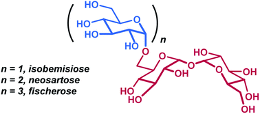 Graphical abstract: Synthesis of isobemisiose, neosartose, and fischerose: three α-1,6-linked trehalose-based oligosaccharides identified from Neosartorya fischeri