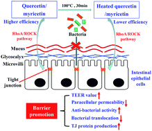 Graphical abstract: Barrier-promoting efficiency of two bioactive flavonols quercetin and myricetin on rat intestinal epithelial (IEC-6) cells via suppressing Rho activation