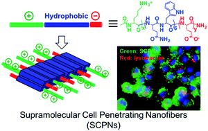Graphical abstract: Modular design and self-assembly of multidomain peptides towards cytocompatible supramolecular cell penetrating nanofibers
