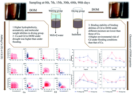 Graphical abstract: Impact of drying/wetting conditions on the binding characteristics of Cu(ii) and Cd(ii) with sediment dissolved organic matter