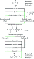 Graphical abstract: A theoretical study of the hydrolysis mechanism of A-234; the suspected novichok agent in the Skripal attack