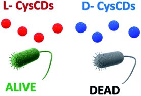 Graphical abstract: Tuning residual chirality in carbon dots with anti-microbial properties