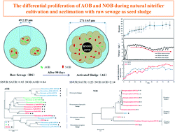 Graphical abstract: The differential proliferation of AOB and NOB during natural nitrifier cultivation and acclimation with raw sewage as seed sludge