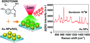 Graphical abstract: The highly sensitive determination of serotonin by using gold nanoparticles (Au NPs) with a localized surface plasmon resonance (LSPR) absorption wavelength in the visible region