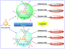 Graphical abstract: An expeditious click approach towards the synthesis of galactose coated novel glyco-dendrimers and dentromers utilizing a double stage convergent method