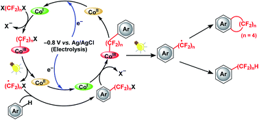 Graphical abstract: Electrochemically driven, cobalt–carbon bond-mediated direct intramolecular cyclic and acyclic perfluoroalkylation of (hetero)arenes using X(CF2)4X