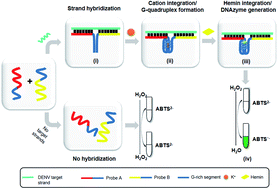 Graphical abstract: An intermolecular-split G-quadruplex DNAzyme sensor for dengue virus detection