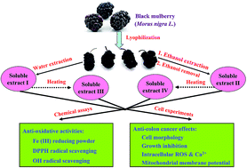 Graphical abstract: Impact of heat treatment on anti-oxidative and anti-colon cancer activities of the soluble extracts from black mulberry (Morus nigra L.) using water and ethanol–water solvents