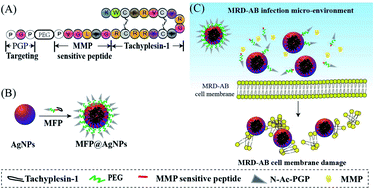Graphical abstract: Antimicrobial peptide-modified silver nanoparticles for enhancing the antibacterial efficacy
