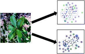 Graphical abstract: Inhibition of SARS-CoV-2 main protease by phenolic compounds from Manilkara hexandra (Roxb.) Dubard assisted by metabolite profiling and in silico virtual screening