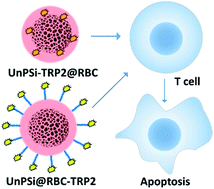 Graphical abstract: Hybrid red blood cell membrane coated porous silicon nanoparticles functionalized with cancer antigen induce depletion of T cells