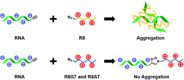 Graphical abstract: Synthesis of siRNAs incorporated with cationic peptides R8G7 and R8A7 and the effect of the modifications on siRNA properties