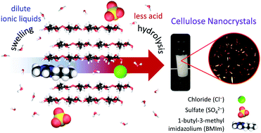Graphical abstract: Cellulose hydrolysis using ionic liquids and inorganic acids under dilute conditions: morphological comparison of nanocellulose