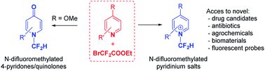 Graphical abstract: A simple method for the synthesis of N-difluoromethylated pyridines and 4-pyridones/quinolones by using BrCF2COOEt as the difluoromethylation reagent