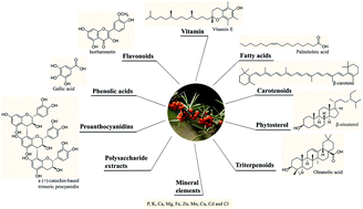 Graphical abstract: The bioactive components as well as the nutritional and health effects of sea buckthorn