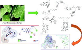 Graphical abstract: Isolation and characterization of novel acetylcholinesterase inhibitors from Ficus benghalensis L. leaves