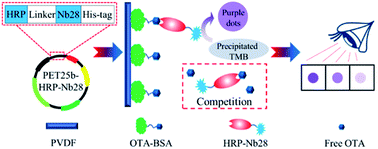 Graphical abstract: Development of a horseradish peroxidase-nanobody fusion protein for visual detection of ochratoxin A by dot immunoassay
