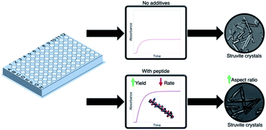Graphical abstract: Exploring the effect of a peptide additive on struvite formation and morphology: a high-throughput method