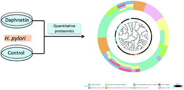 Graphical abstract: Quantitative proteomics approach to investigate the antibacterial response of Helicobacter pylori to daphnetin, a traditional Chinese medicine monomer