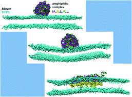Graphical abstract: Structural behavior of amphiphilic polyion complexes interacting with saturated lipid membranes investigated by coarse-grained molecular dynamic simulations