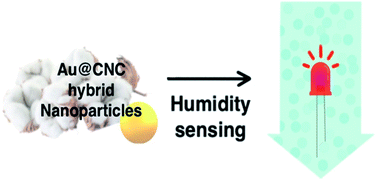 Graphical abstract: Environmentally friendly Au@CNC hybrid systems as prospective humidity sensors