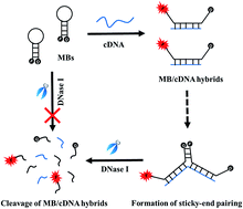 Graphical abstract: 2′-O-Methyl molecular beacon: a promising molecular tool that permits elimination of sticky-end pairing and improvement of detection sensitivity
