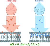 Graphical abstract: Thermodynamics of selective serotonin reuptake inhibitors partitioning into 1,2-dioleoyl-sn-glycero-3-phosphocholine bilayers