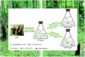 Graphical abstract: Improved conversion of bamboo shoot shells to furfuryl alcohol and furfurylamine by a sequential catalysis with sulfonated graphite and biocatalysts