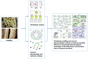 Graphical abstract: Metabolome profiling and molecular docking analysis revealed the metabolic differences and potential pharmacological mechanisms of the inflorescence and succulent stem of Cistanche deserticola