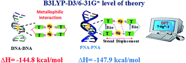 Graphical abstract: Role of the backbone of nucleic acids in the stability of Hg2+-mediated canonical base pairs and thymine–thymine mispair: a DFT study