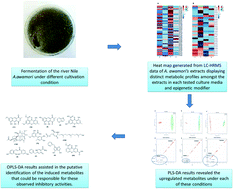 Graphical abstract: Metabolomic profiling, biological evaluation of Aspergillus awamori, the river Nile-derived fungus using epigenetic and OSMAC approaches