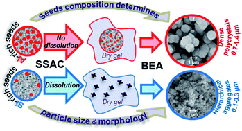 Graphical abstract: Engineering of zeolite BEA crystal size and morphology via seed-directed steam assisted conversion