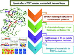 Graphical abstract: A molecular journey to check the conformational dynamics of tau tubulin kinase 2 mutations associated with Alzheimer's disease