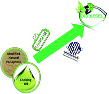 Graphical abstract: Biodiesel production from rapeseed oil and low free fatty acid waste cooking oil using a cesium modified natural phosphate catalyst