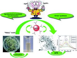 Graphical abstract: ‘Hairy’ root extracts as source for ‘green’ synthesis of silver nanoparticles and medical applications